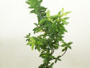 Chinese Guava, Strawberry Guava Amrud Fruit Plant