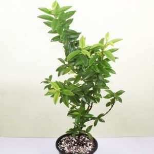 Chinese Guava, Strawberry Guava Amrud Fruit Plant