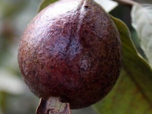 Black Guava, Amrud Plant