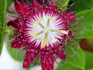 Passion Flower, Krishnakamal, Passiflora (Pink)
