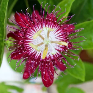 Passion Flower, Krishnakamal, Passiflora (Pink)