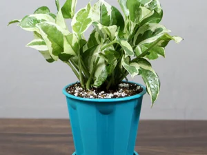 Buy Pothos| Epipremnum aureum at Wholesale Price