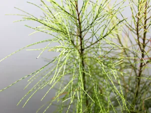 Variegated Casuarina Plant