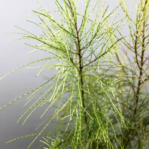 Variegated Casuarina Plant