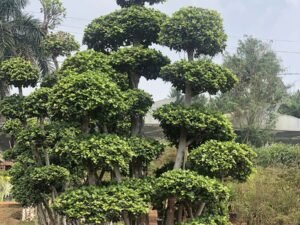 Bonsai 11