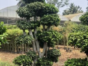 Bonsai 13