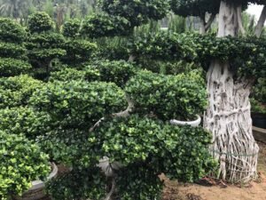 Bonsai 18
