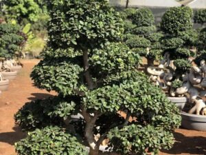 Bonsai 19