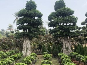Bonsai 22