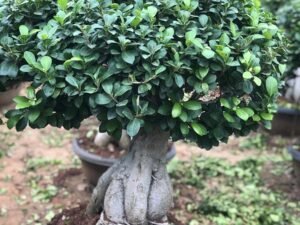 Bonsai 21