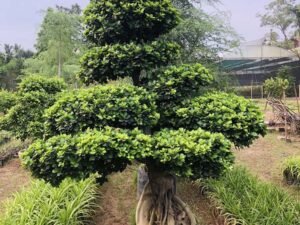 Bonsai 2