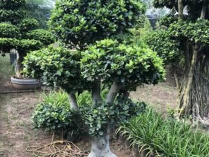 Bonsai 4