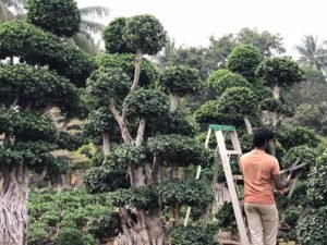 Bonsai 7