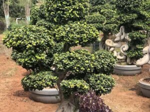 Bonsai 8