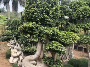 Bonsai 10