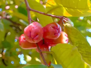 WAX APPLE | JAVA APPLE | JAMRUL LIVE PLANT