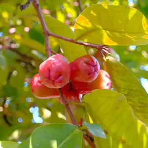 WAX APPLE | JAVA APPLE | JAMRUL LIVE PLANT