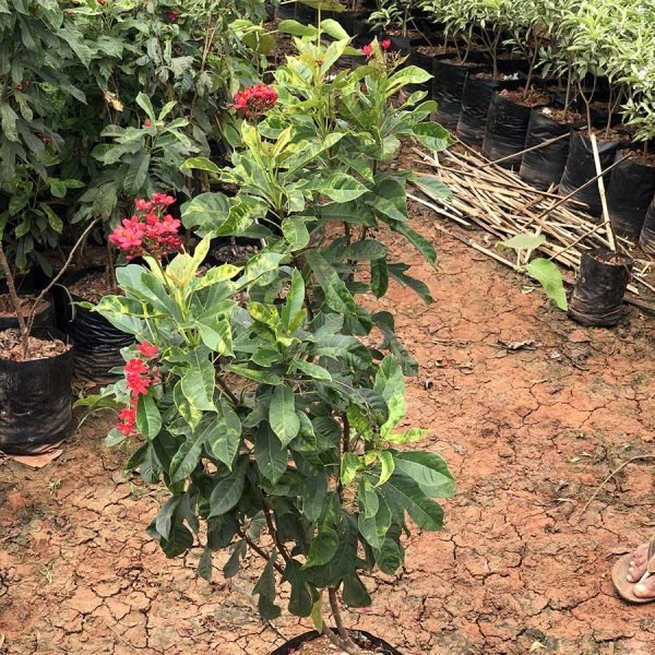 Jatropha Pandurifolia