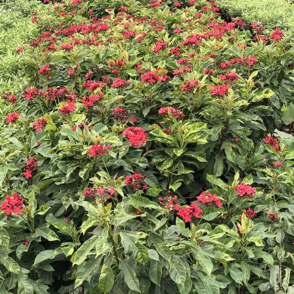 Jatropha Pandurifolia