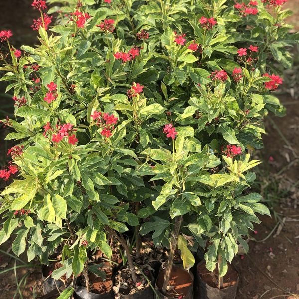 Jatropha Pandurifolia