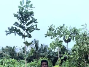 Kigelia Pinnata Balam Kheera