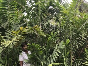 Kentia Palm