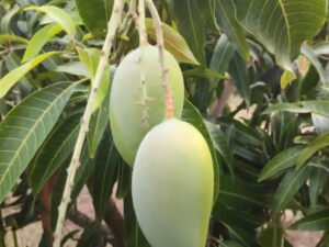 Kesar Aam | Gir Kesar Mango Grafted plant