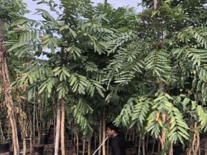 Khaya Senegalensis African Mahogany