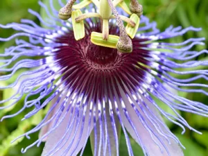 Set of 2 Passiflora Incarnata, Krishnakamal Plant