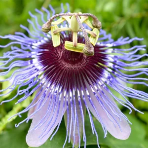 Set of 2 Passiflora Incarnata, Krishnakamal Plant