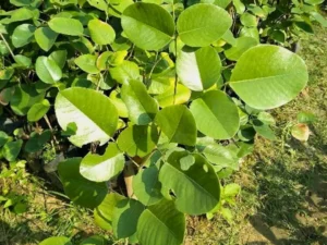 Red Sandalwood | Lal Chandan Plants