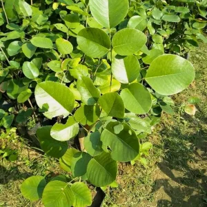 Red Sandalwood | Lal Chandan Plants