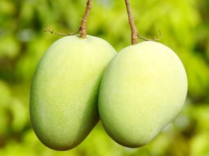 Lagda Aam, Mango Grafted Plant