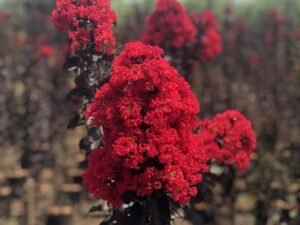 Lagerstroemia Black Diamond
