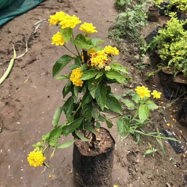 Lantana Species