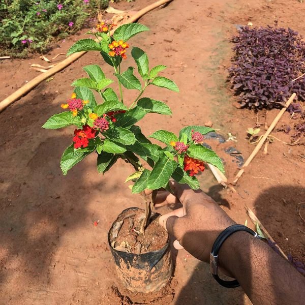 Lantana Species