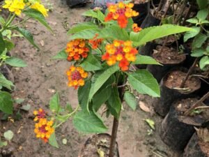 Lantana Species