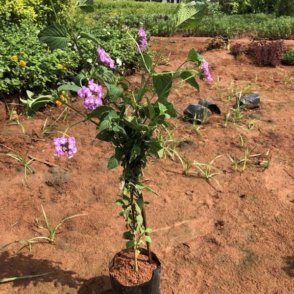 Lantana Species