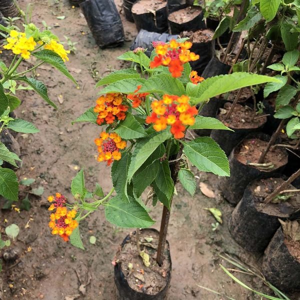 Lantana Species