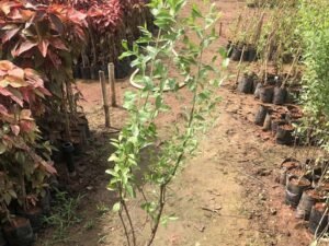 Lawsonia inermis (Henna)