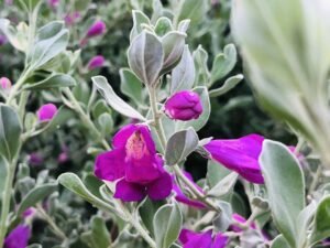 Nikadevia, Leucophyllum Frutescens