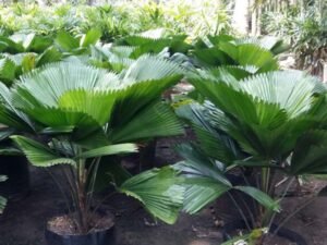 Licuala Grandis