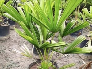Licuala Spinosa