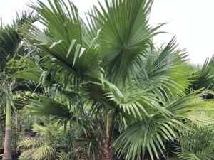 Livistona Chinensis (Table Palm)