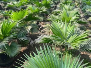 Buy the Beautiful Livistona Rotundifolia - Table Palm, Footstool Palm, Round Leaf Fan Palm, Serdang Tree Today!