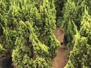 London Pine