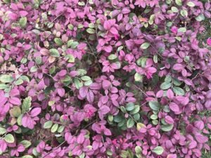Loropetalum Chinense