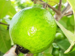 L49 White Guava, Amrud Plant