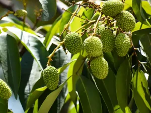 Lychee, Litchi Plant (Air Layered)