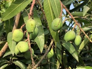 MANGO Mangifera Indica